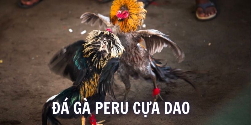 Gà Peru rất được tín nhiệm trong việc đấu chiến tại các trường gà