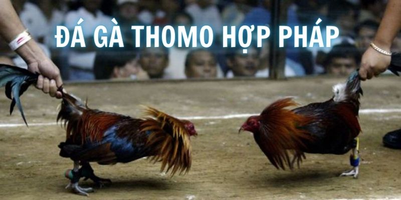 Không cần lo về vấn đề an ninh khi chơi đá gà tại trường Thomo